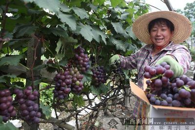 农行助力“南方吐鲁番”溶江镇喜获葡萄大丰收，科技与农业融合共谱乡村振兴新篇